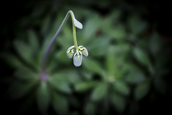 포토 JPG 식물 꽃 줄기 실내 사람없음 아웃포커스 꽃봉오리 식물원 세송이 비네팅 온실 하워디아하시와타 국내포토 촬영기법 3 내부 관엽식물 파일형식