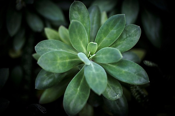 포토 JPG 식물 잎 실내 사람없음 초록색 식물원 비네팅 온실 하워디아하시와타 국내포토 컬러 촬영기법 내부 관엽식물 파일형식