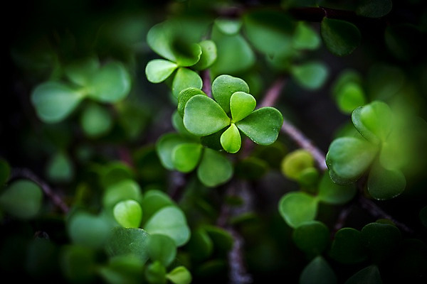포토 JPG 식물 잎 실내 사람없음 아웃포커스 초록색 나뭇가지 식물원 비네팅 온실 공손수 국내포토 나무 컬러 촬영기법 내부 파일형식