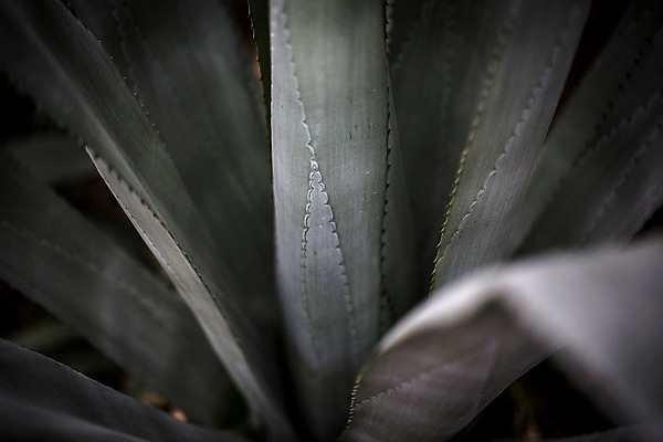 포토 JPG 식물 잎 실내 사람없음 식물원 비네팅 온실 용설란 국내포토 촬영기법 내부 파일형식