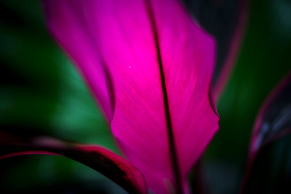 포토 JPG 식물 분홍색 잎 실내 근접촬영 사람없음 식물원 비네팅 온실 홍죽 국내포토 뷰포인트 컬러 촬영기법 내부 파일형식