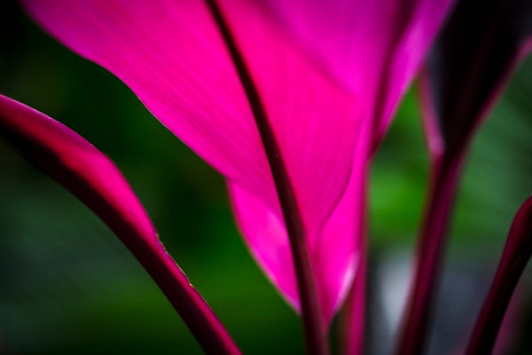 포토 JPG 식물 분홍색 잎 실내 근접촬영 사람없음 식물원 온실 홍죽 국내포토 뷰포인트 컬러 내부 파일형식