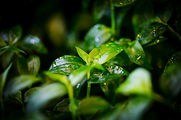 포토 JPG 식물 잎 실내 사람없음 아웃포커스 초록색 새싹 물방울 이슬 식물원 비네팅 온실 국내포토 컬러 촬영기법 내부 파일형식