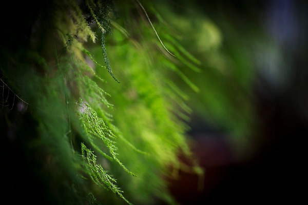 포토 JPG 식물 잎 나뭇잎 실내 사람없음 아웃포커스 초록색 식물원 비네팅 온실 국내포토 컬러 촬영기법 내부 파일형식