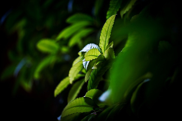 포토 JPG 식물 잎 나뭇잎 실내 사람없음 아웃포커스 초록색 새싹 식물원 비네팅 온실 국내포토 컬러 촬영기법 내부 파일형식