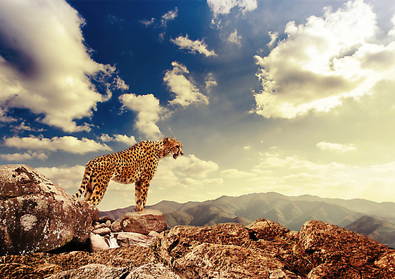 PSD 동물 구름 편집 편집이미지 한마리 야생동물 하늘 산 사람없음 노을 바위 치타 표범 이미지편집 자연요소 1 포유류 돌_바위 파일형식