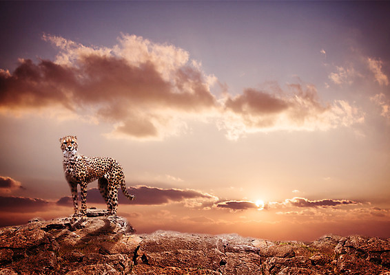 PSD 동물 구름 편집 편집이미지 한마리 야생동물 하늘 사람없음 햇빛 노을 바위 치타 표범 이미지편집 자연요소 1 포유류 태양 돌_바위 파일형식