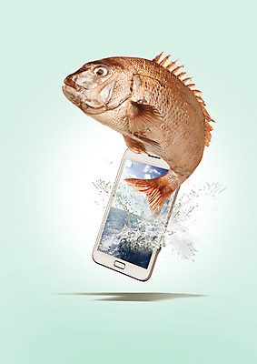 PSD 편집 편집이미지 한마리 음식 바다 어류 사람없음 스마트폰 물방울 해산물 튀는물 이미지편집 1 핸드폰 스마트기기 수중동물 액체표현 스플래쉬 파일형식