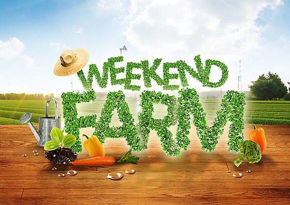 PSD 나무 구름 편집 편집이미지 알파벳 하늘 피망 사람없음 새싹 농사 흙 당근 물뿌리개 수확 물방울 브로콜리 유기농 밀짚모자 주말농장 이미지편집 자연요소 식물 모자_잡화 웰빙 영어 농업 채소 뿌리채소 농장 파일형식