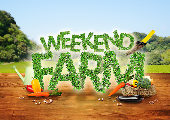 PSD 편집 편집이미지 알파벳 가지 피망 사람없음 바구니 농사 당근 물뿌리개 수확 물방울 마루 브로콜리 모종삽 유기농 주말농장 이미지편집 웰빙 영어 농업 채소 바닥 뿌리채소 농장 삽 파일형식