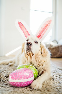 포토 JPG 한마리 엎드리기 실내 사람없음 카펫 개 토끼머리띠 부활절계란 국내포토 1 포유류 모션 부활절 내부 계란 머리띠 파일형식