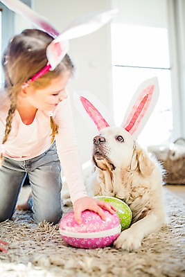 포토 JPG 백인 한마리 여자 실내 한명 상반신 앞모습 분장 마주보기 카펫 유치원생 잡기 개 토끼머리띠 부활절계란 기어가기 국내포토 서양인 1 어린이 뷰포인트 포유류 모션 부활절 사람 내부 계란 머리띠 파일형식