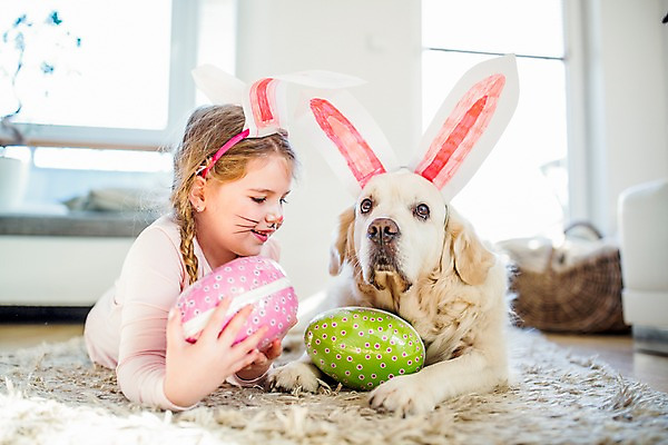 포토 JPG 백인 한마리 여자 엎드리기 안기 실내 한명 상반신 앞모습 분장 카펫 유치원생 개 토끼머리띠 부활절계란 국내포토 서양인 1 어린이 뷰포인트 포유류 모션 부활절 사람 내부 계란 머리띠 파일형식