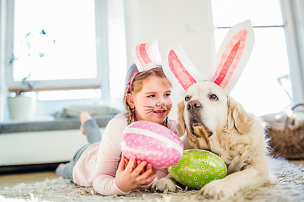 포토 JPG 백인 한마리 여자 엎드리기 실내 한명 들기 상반신 앞모습 분장 카펫 유치원생 개 토끼머리띠 부활절계란 국내포토 서양인 1 어린이 뷰포인트 포유류 모션 부활절 사람 내부 계란 머리띠 파일형식