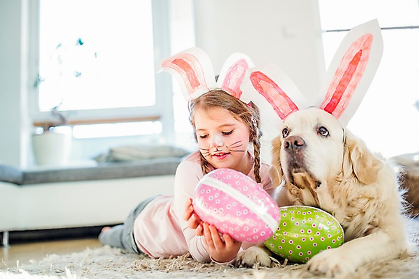 포토 JPG 백인 한마리 여자 엎드리기 실내 한명 들기 상반신 앞모습 분장 카펫 유치원생 개 토끼머리띠 부활절계란 국내포토 서양인 1 어린이 뷰포인트 포유류 모션 부활절 사람 내부 계란 머리띠 파일형식