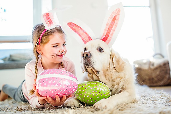 포토 JPG 백인 한마리 여자 엎드리기 실내 한명 들기 상반신 앞모습 분장 카펫 유치원생 개 토끼머리띠 부활절계란 국내포토 서양인 1 어린이 뷰포인트 포유류 모션 부활절 사람 내부 계란 머리띠 파일형식