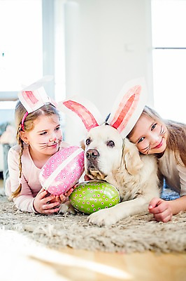 포토 JPG 백인 한마리 여자 초등학생 어린이 엎드리기 실내 미소 상반신 두명 앞모습 분장 카펫 유치원생 개 토끼머리띠 부활절계란 국내포토 서양인 1 학생 뷰포인트 포유류 모션 부활절 표정 사람 내부 계란 머리띠 파일형식