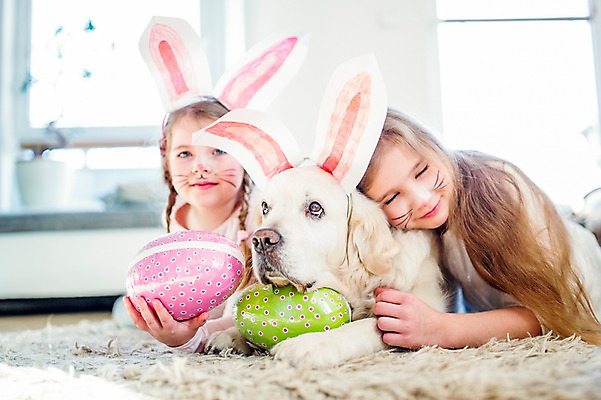 포토 JPG 백인 한마리 여자 초등학생 어린이 엎드리기 실내 상반신 두명 앞모습 분장 눈감음 카펫 유치원생 잠 개 토끼머리띠 부활절계란 국내포토 서양인 1 학생 뷰포인트 포유류 모션 부활절 사람 내부 계란 머리띠 파일형식