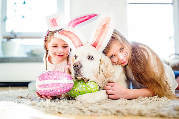 포토 JPG 백인 한마리 여자 초등학생 어린이 엎드리기 실내 상반신 두명 앞모습 분장 카펫 유치원생 개 토끼머리띠 부활절계란 국내포토 서양인 1 학생 뷰포인트 포유류 모션 부활절 사람 내부 계란 머리띠 파일형식