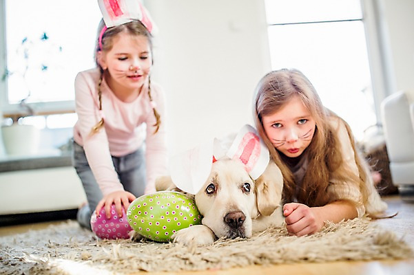 포토 JPG 백인 한마리 여자 초등학생 어린이 엎드리기 실내 상반신 두명 앞모습 분장 카펫 유치원생 개 토끼머리띠 부활절계란 기어가기 국내포토 서양인 1 학생 뷰포인트 포유류 모션 부활절 사람 내부 계란 머리띠 파일형식