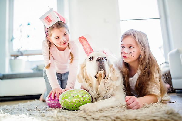 포토 JPG 백인 한마리 여자 초등학생 어린이 엎드리기 실내 상반신 두명 앞모습 분장 카펫 유치원생 개 토끼머리띠 부활절계란 기어가기 국내포토 서양인 1 학생 뷰포인트 포유류 모션 부활절 사람 내부 계란 머리띠 파일형식
