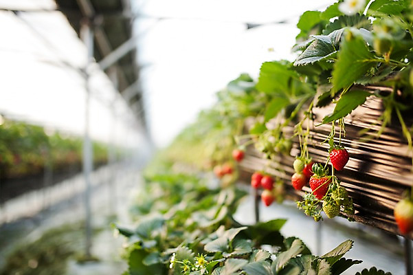 포토 JPG 딸기 실내 사람없음 비닐하우스 딸기농장 국내포토 농업 과일 내부 농장 파일형식