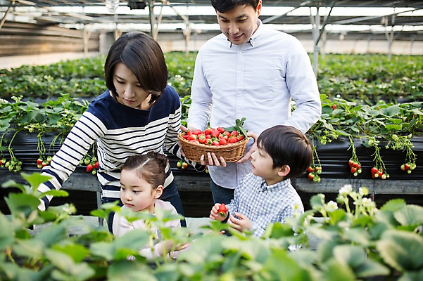포토 JPG 여자 남자 딸 아들 어린이 가족 딸기 엄마 실내 여러명 성인 30대 바구니 한국인 아빠 농장체험 비닐하우스 딸기따기 딸기농장 국내포토 다수 농업 과일 관계 사람 동양인 내부 장년 농장 체험학습 파일형식
