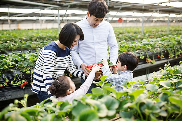 포토 JPG 여자 남자 딸 아들 어린이 가족 딸기 엄마 실내 여러명 성인 30대 바구니 한국인 아빠 농장체험 비닐하우스 딸기따기 딸기농장 국내포토 다수 농업 과일 관계 사람 동양인 내부 장년 농장 체험학습 파일형식