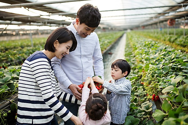 포토 JPG 여자 남자 딸 아들 어린이 가족 딸기 엄마 실내 여러명 성인 30대 바구니 한국인 아빠 농장체험 비닐하우스 딸기따기 딸기농장 국내포토 다수 농업 과일 관계 사람 동양인 내부 장년 농장 체험학습 파일형식