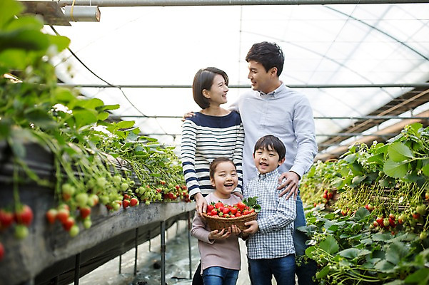 포토 JPG 여자 남자 딸 아들 어린이 가족 딸기 엄마 실내 여러명 성인 30대 바구니 한국인 아빠 농장체험 비닐하우스 딸기농장 국내포토 다수 농업 과일 관계 사람 동양인 내부 장년 농장 체험학습 파일형식