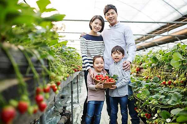 포토 JPG 여자 남자 딸 아들 어린이 가족 딸기 엄마 실내 여러명 성인 30대 바구니 한국인 아빠 농장체험 비닐하우스 딸기농장 국내포토 다수 농업 과일 관계 사람 동양인 내부 장년 농장 체험학습 파일형식