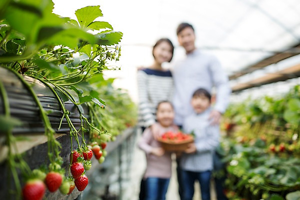 포토 JPG 여자 남자 어린이 가족 딸기 실내 여러명 성인 아웃포커스 바구니 한국인 농장체험 비닐하우스 딸기농장 국내포토 다수 농업 과일 관계 촬영기법 사람 동양인 내부 농장 체험학습 파일형식