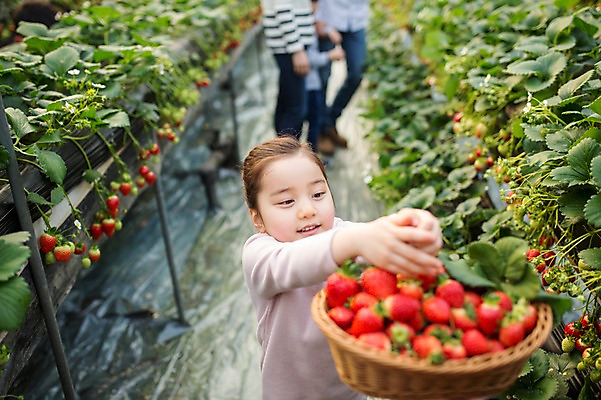 포토 JPG 여자 어린이 딸기 실내 한명 바구니 한국인 농장체험 비닐하우스 딸기따기 딸기농장 국내포토 1 농업 과일 사람 동양인 내부 농장 체험학습 파일형식