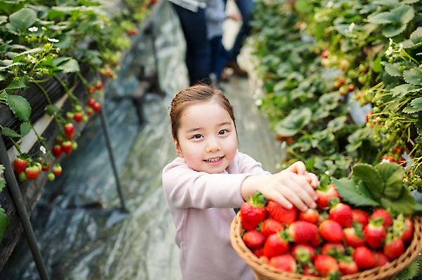 포토 JPG 여자 어린이 딸기 실내 한명 바구니 한국인 농장체험 비닐하우스 딸기따기 딸기농장 국내포토 1 농업 과일 사람 동양인 내부 농장 체험학습 파일형식