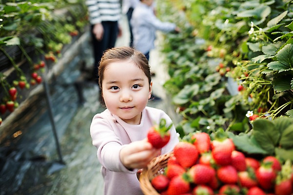 포토 JPG 여자 어린이 딸기 실내 한명 아웃포커스 바구니 한국인 농장체험 비닐하우스 딸기따기 딸기농장 국내포토 1 농업 과일 촬영기법 사람 동양인 내부 농장 체험학습 파일형식