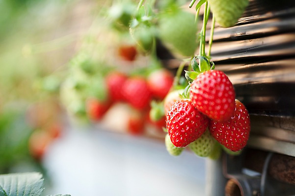 포토 JPG 딸기 실내 근접촬영 사람없음 아웃포커스 비닐하우스 딸기농장 국내포토 뷰포인트 농업 과일 촬영기법 내부 농장 파일형식