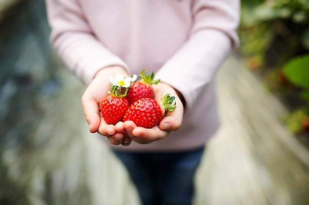 포토 JPG 여자 어린이 딸기 실내 한명 들기 아웃포커스 농장체험 비닐하우스 소녀한명만 딸기농장 국내포토 1 농업 과일 모션 촬영기법 사람 내부 농장 체험학습 여자한명만 소녀만 파일형식