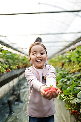 포토 JPG 여자 어린이 딸기 실내 한명 웃음 한국인 농장체험 비닐하우스 소녀한명만 딸기농장 국내포토 1 농업 과일 표정 사람 동양인 내부 농장 체험학습 여자한명만 소녀만 파일형식