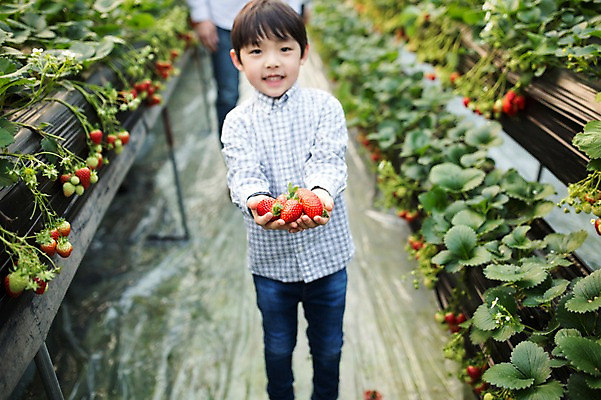 포토 JPG 남자 어린이 딸기 실내 한명 한국인 농장체험 비닐하우스 소년한명만 딸기농장 국내포토 1 농업 과일 사람 동양인 내부 농장 체험학습 남자한명만 소년만 파일형식