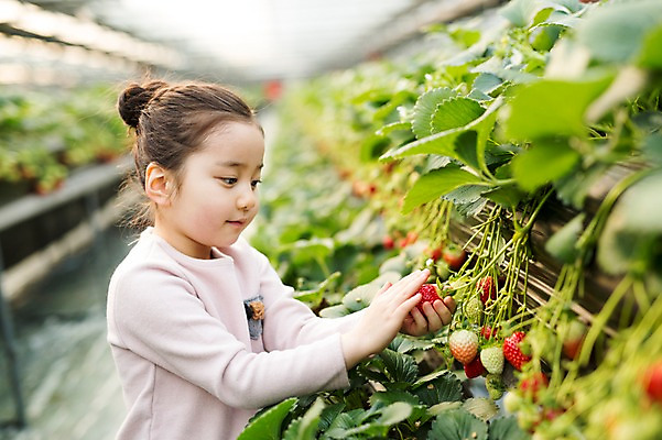 포토 JPG 여자 어린이 딸기 실내 한명 한국인 농장체험 비닐하우스 소녀한명만 딸기농장 국내포토 1 농업 과일 사람 동양인 내부 농장 체험학습 여자한명만 소녀만 파일형식