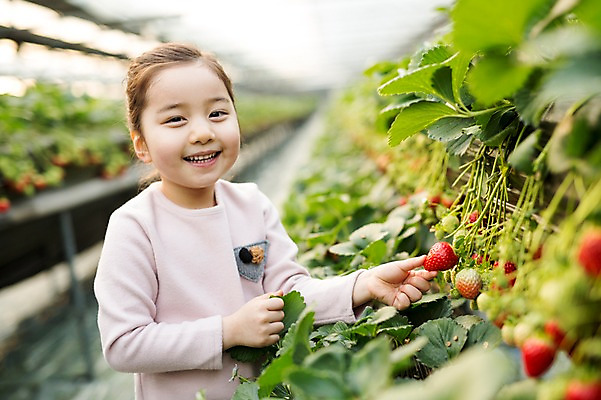 포토 JPG 여자 어린이 딸기 실내 한명 웃음 한국인 농장체험 비닐하우스 소녀한명만 딸기농장 국내포토 1 농업 과일 표정 사람 동양인 내부 농장 체험학습 여자한명만 소녀만 파일형식