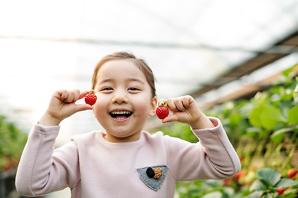 포토 JPG 여자 어린이 딸기 실내 한명 웃음 한국인 농장체험 비닐하우스 소녀한명만 딸기농장 국내포토 1 농업 과일 표정 사람 동양인 내부 농장 체험학습 여자한명만 소녀만 파일형식
