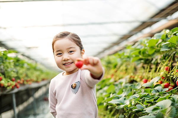 포토 JPG 여자 어린이 딸기 실내 한명 아웃포커스 한국인 농장체험 비닐하우스 소녀한명만 딸기농장 국내포토 1 농업 과일 촬영기법 사람 동양인 내부 농장 체험학습 여자한명만 소녀만 파일형식