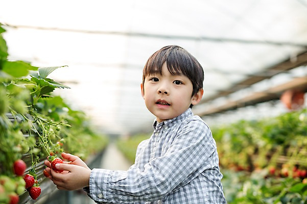 포토 JPG 남자 어린이 딸기 실내 한명 한국인 농장체험 비닐하우스 소년한명만 딸기농장 국내포토 1 농업 과일 사람 동양인 내부 농장 체험학습 남자한명만 소년만 파일형식