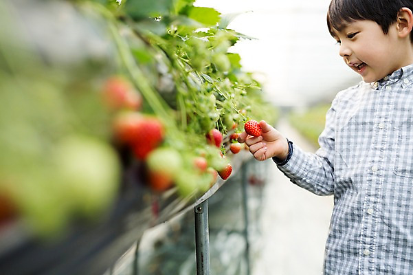포토 JPG 남자 어린이 딸기 실내 한명 한국인 농장체험 비닐하우스 소년한명만 딸기농장 국내포토 1 농업 과일 사람 동양인 내부 농장 체험학습 남자한명만 소년만 파일형식