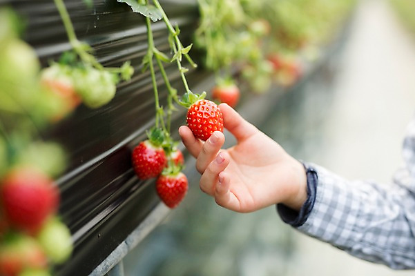포토 JPG 남자 어린이 딸기 실내 한명 근접촬영 농장체험 비닐하우스 소년한명만 딸기농장 국내포토 1 뷰포인트 농업 과일 사람 내부 농장 체험학습 남자한명만 소년만 파일형식