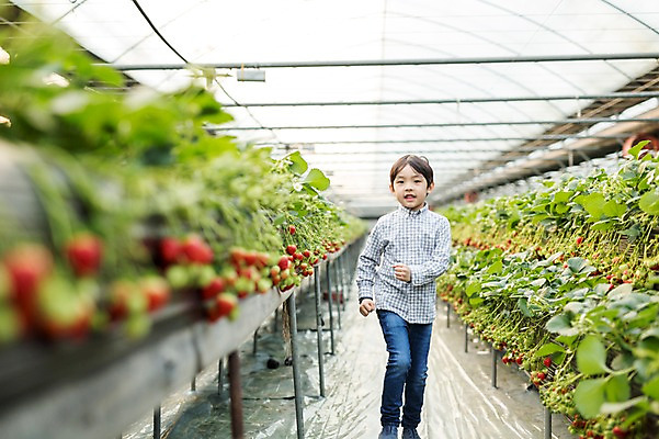 포토 JPG 남자 어린이 딸기 실내 한명 달리기 한국인 농장체험 비닐하우스 소년한명만 딸기농장 국내포토 1 농업 과일 모션 사람 동양인 내부 농장 체험학습 남자한명만 소년만 파일형식