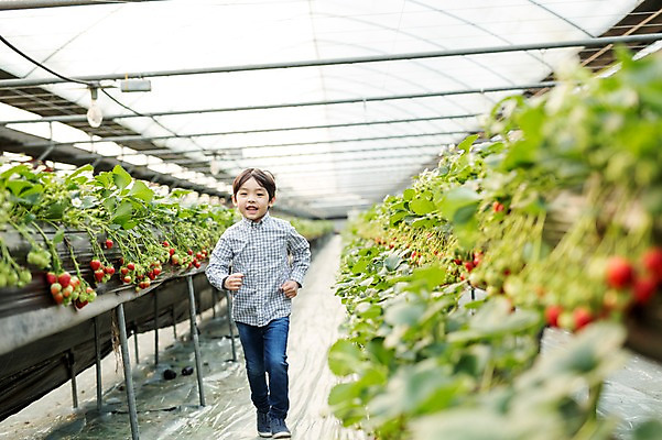 포토 JPG 남자 어린이 딸기 실내 한명 달리기 한국인 농장체험 비닐하우스 소년한명만 딸기농장 국내포토 1 농업 과일 모션 사람 동양인 내부 농장 체험학습 남자한명만 소년만 파일형식
