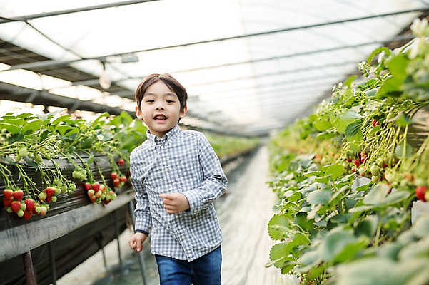포토 JPG 남자 어린이 딸기 실내 한명 달리기 한국인 농장체험 비닐하우스 소년한명만 딸기농장 국내포토 1 농업 과일 모션 사람 동양인 내부 농장 체험학습 남자한명만 소년만 파일형식
