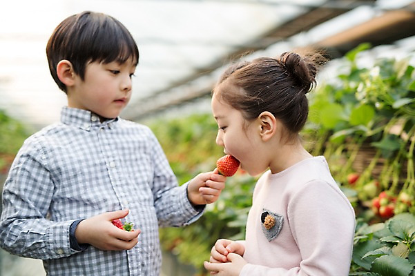 포토 JPG 여자 남자 어린이 딸기 실내 두명 한국인 먹기 농장체험 비닐하우스 딸기농장 국내포토 농업 과일 모션 사람 동양인 내부 농장 체험학습 파일형식
